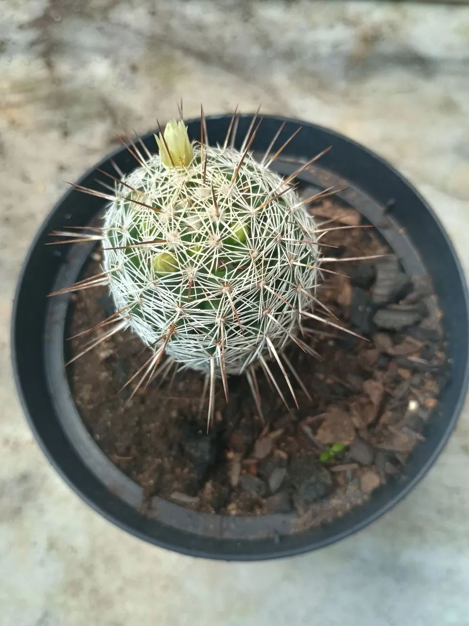 Plantas SUCULENTAS no vaso . - Foto 4