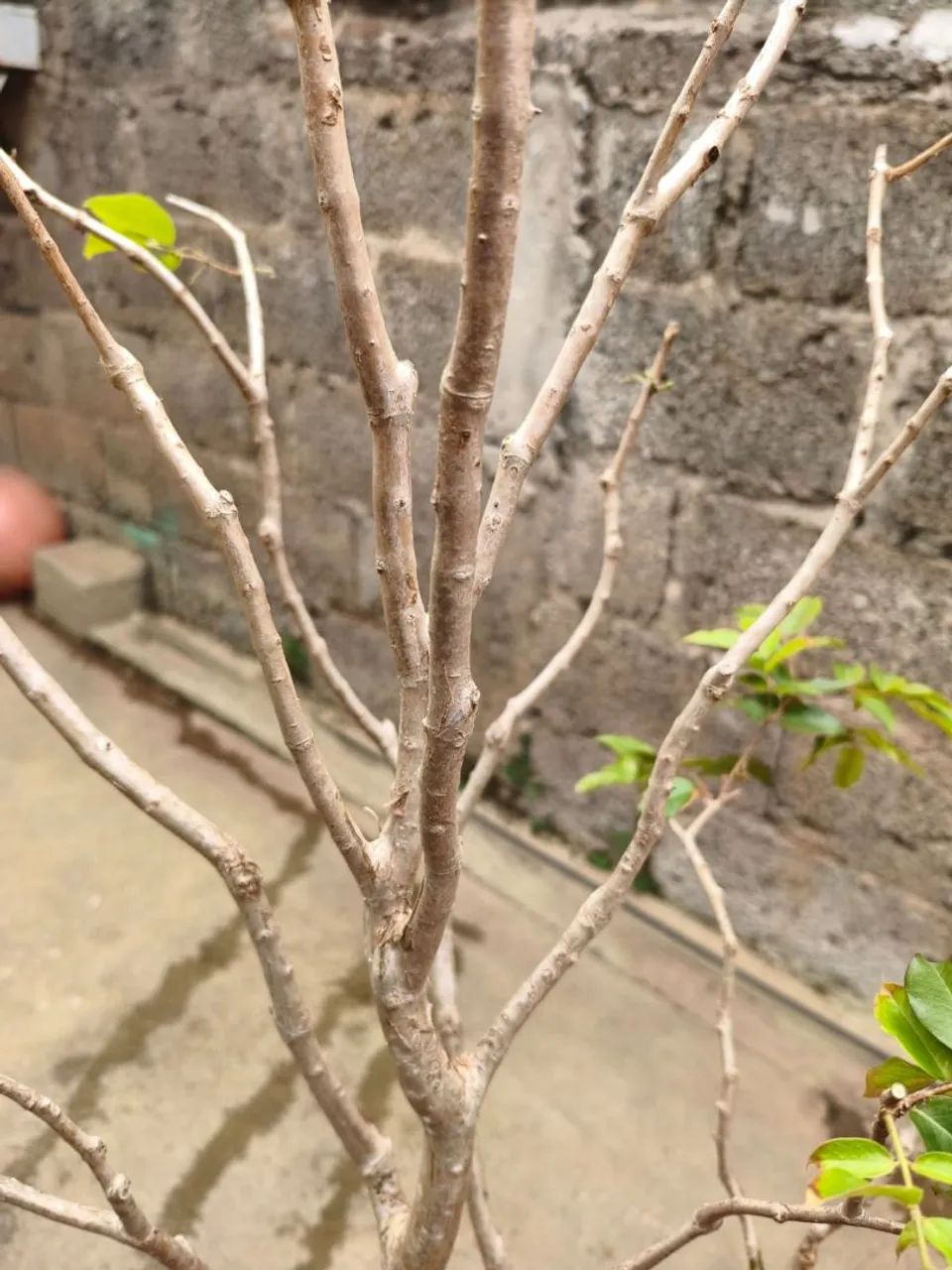 Pe de Jabuticaba - Foto 3