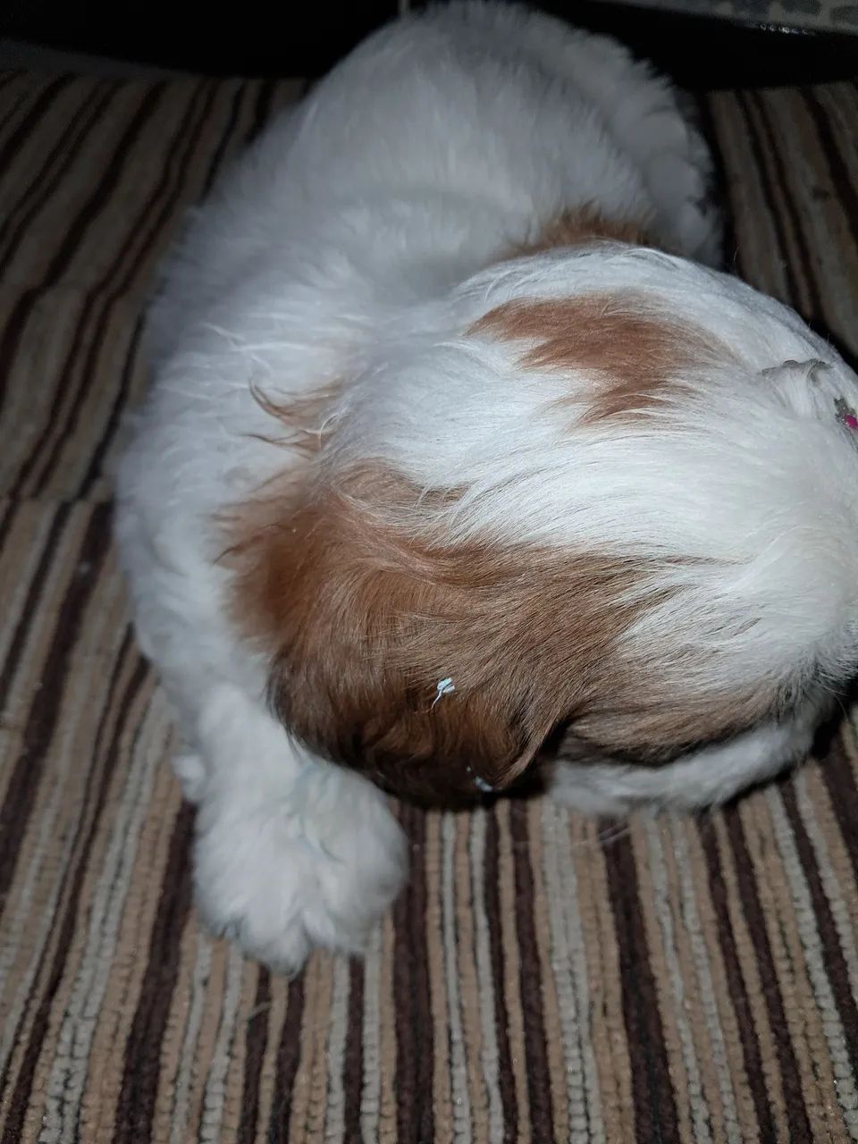 Peti - Foto 4
