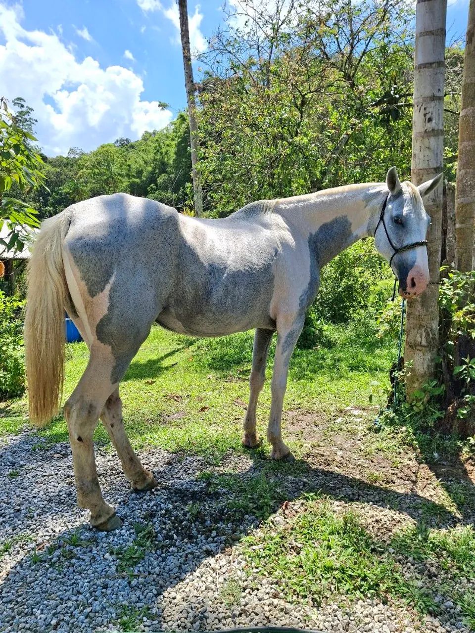 Egua Mangolina domada 