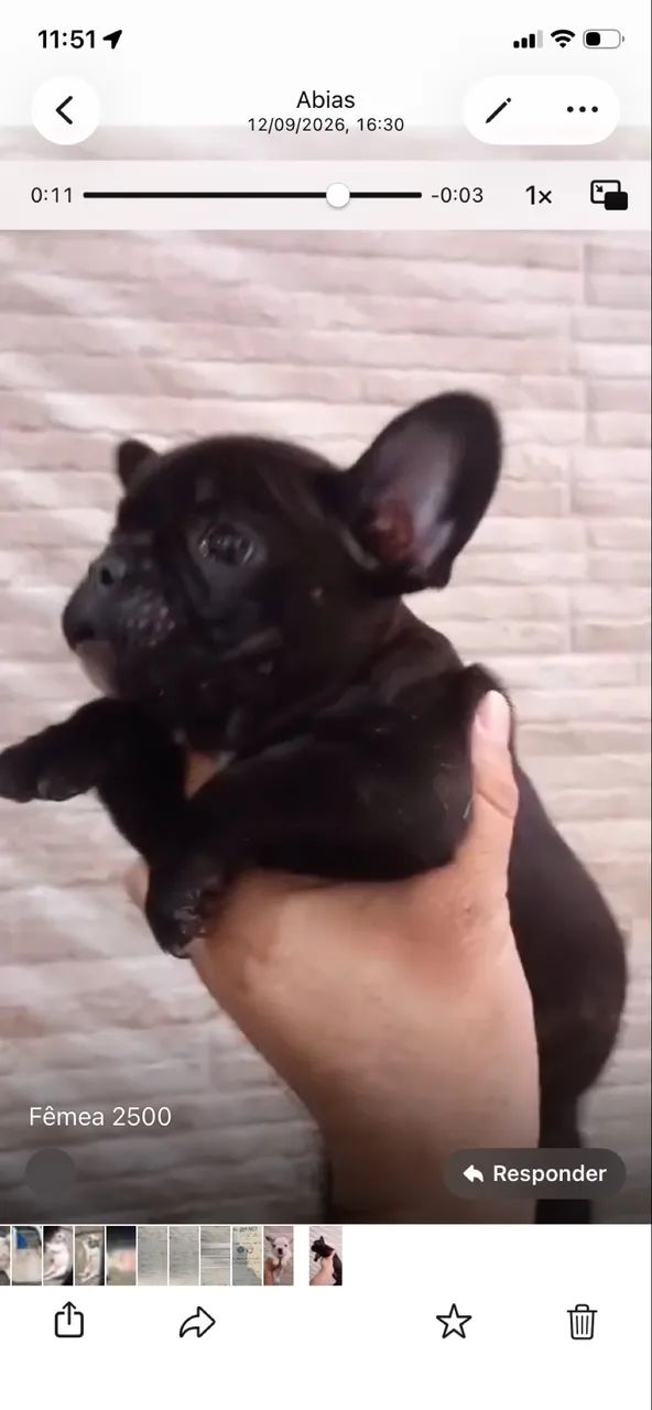 Buldogue francês  - Foto 2