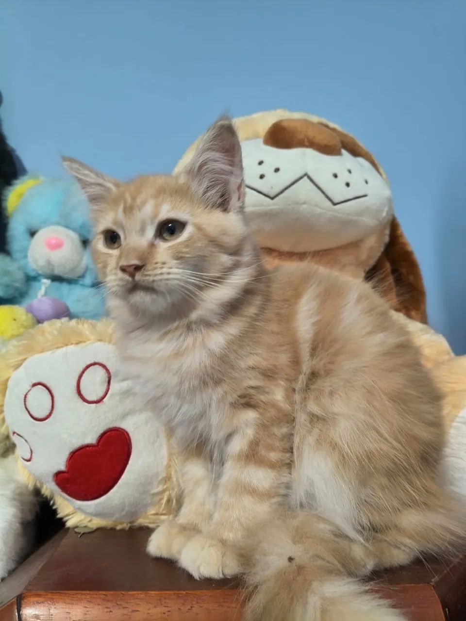 Maine Coon filhote com pelagem exuberante! - Foto 2
