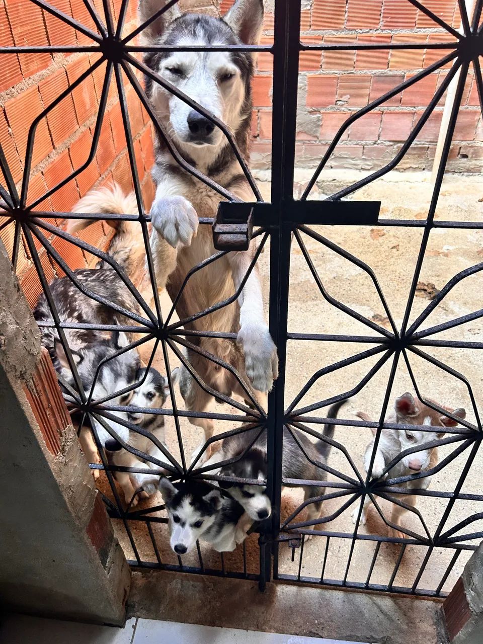 Husky Siberiano VENDA