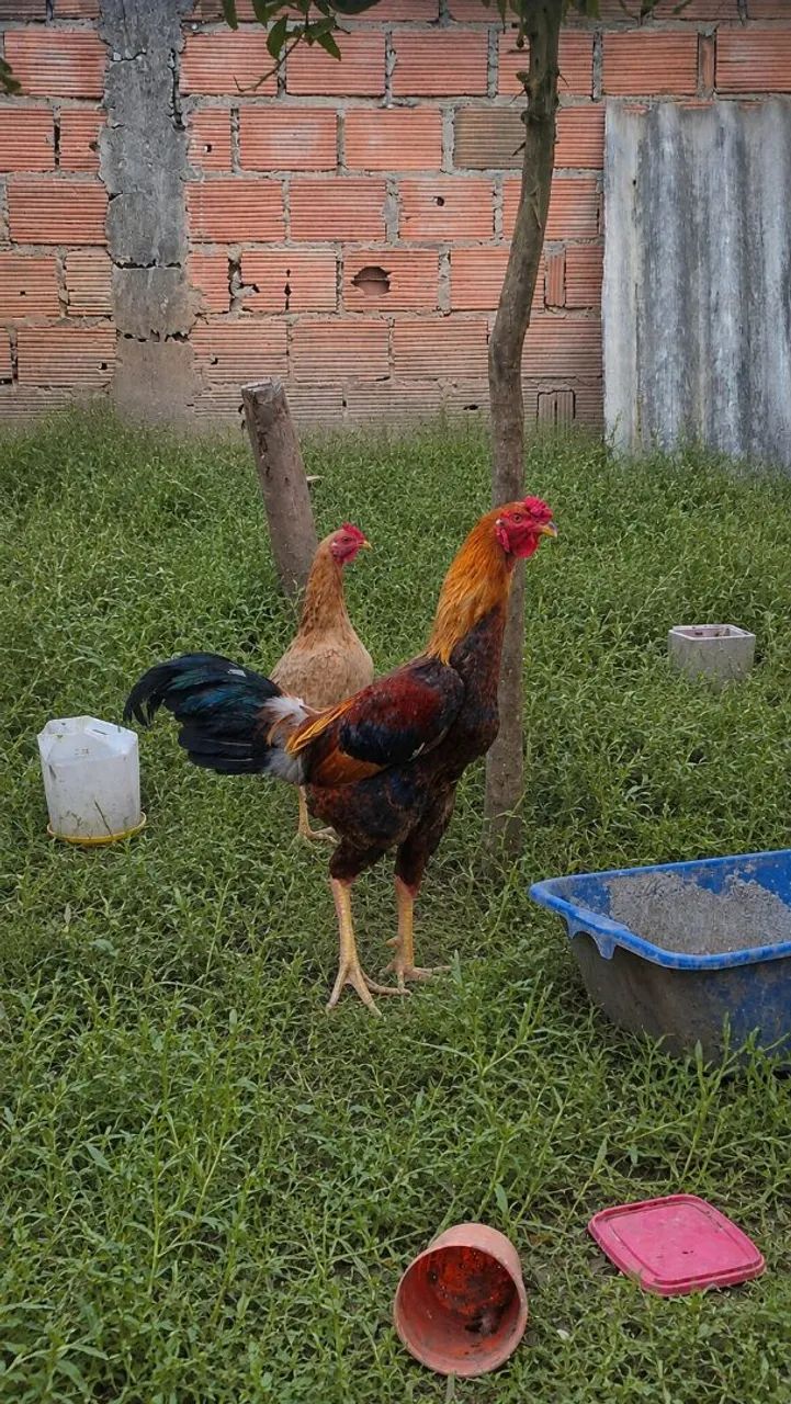 Galo Caipira Mestiço Gigante - Foto 2