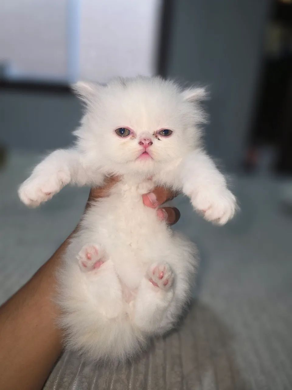 Gato persa  - Foto 4