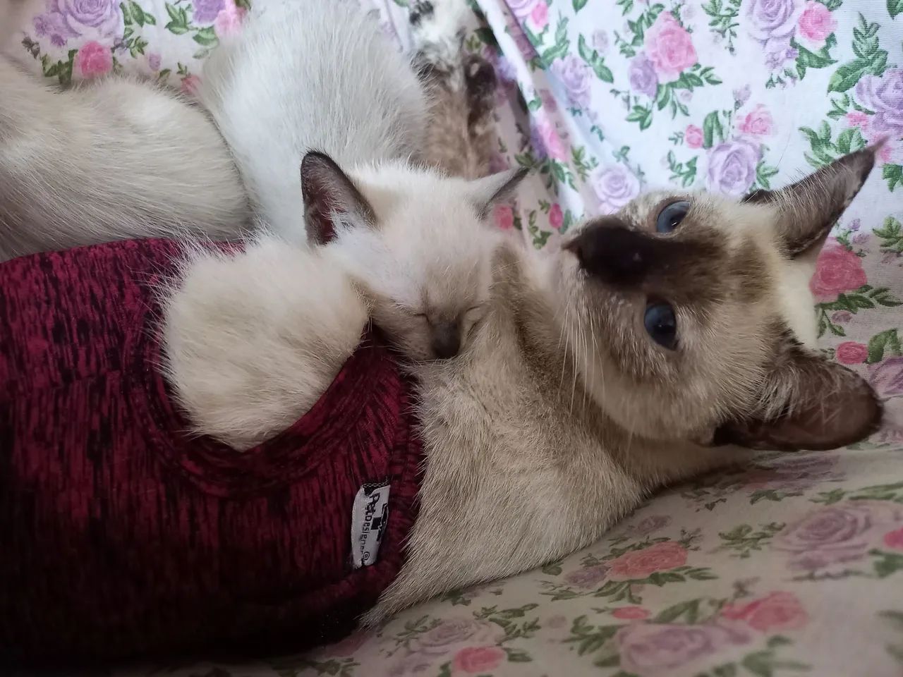 Gatinhos para doação - Foto 3