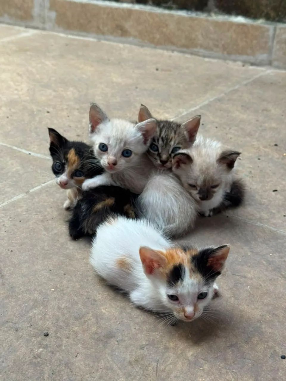 GATINHOS PARA ADOÇÃO 