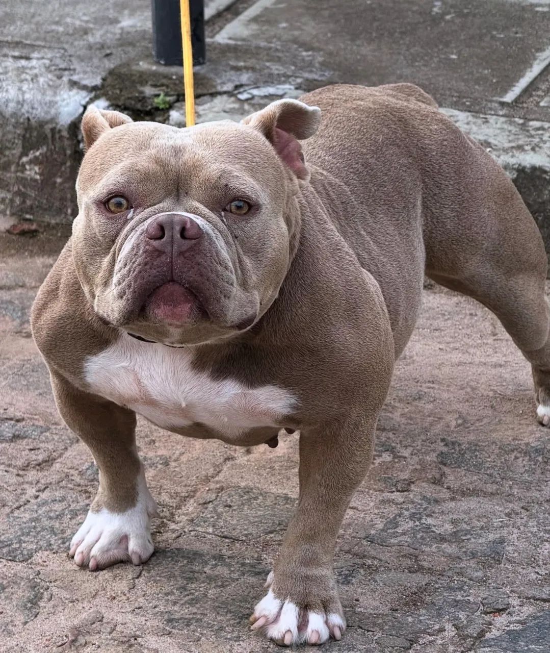 América Bully 
