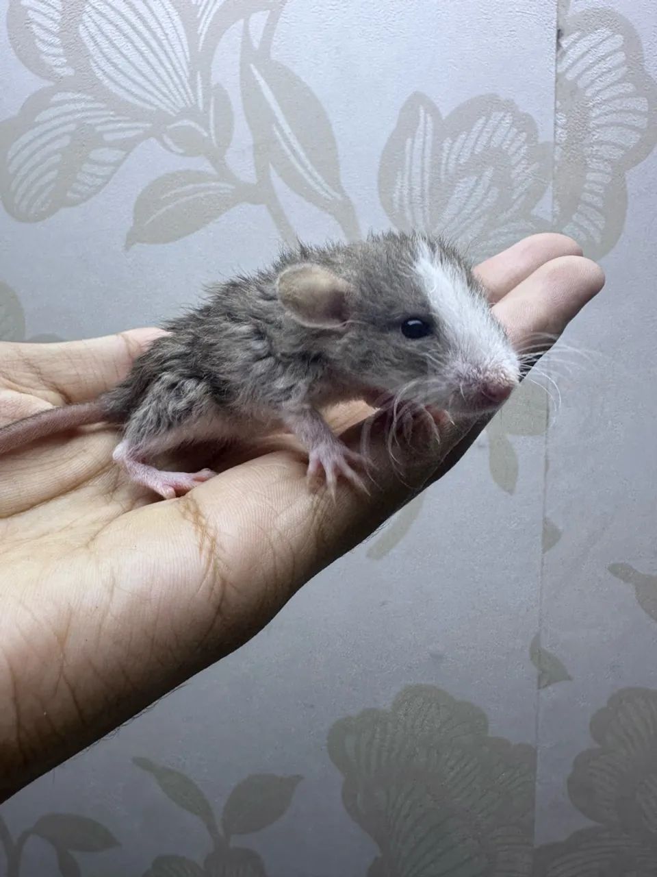 Rato Twister rex  - Foto 4