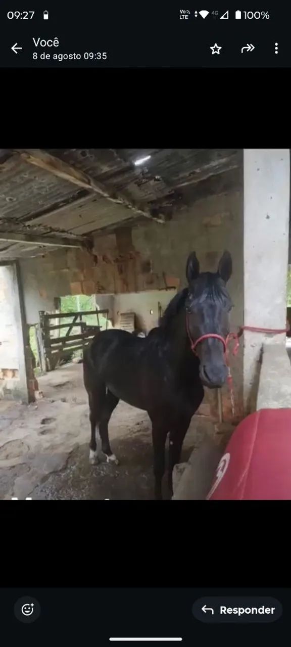 Vende-se Cavalo 