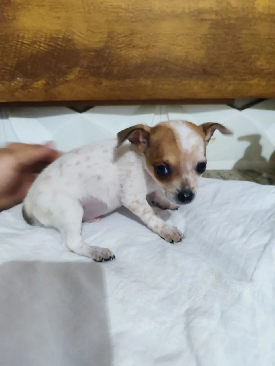 Vendo Pinscher - Foto 3