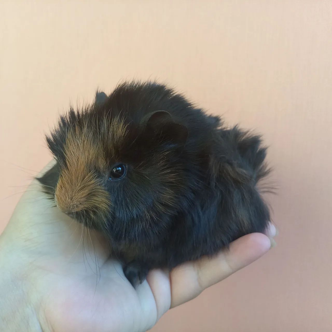 Angora Guinea Pig