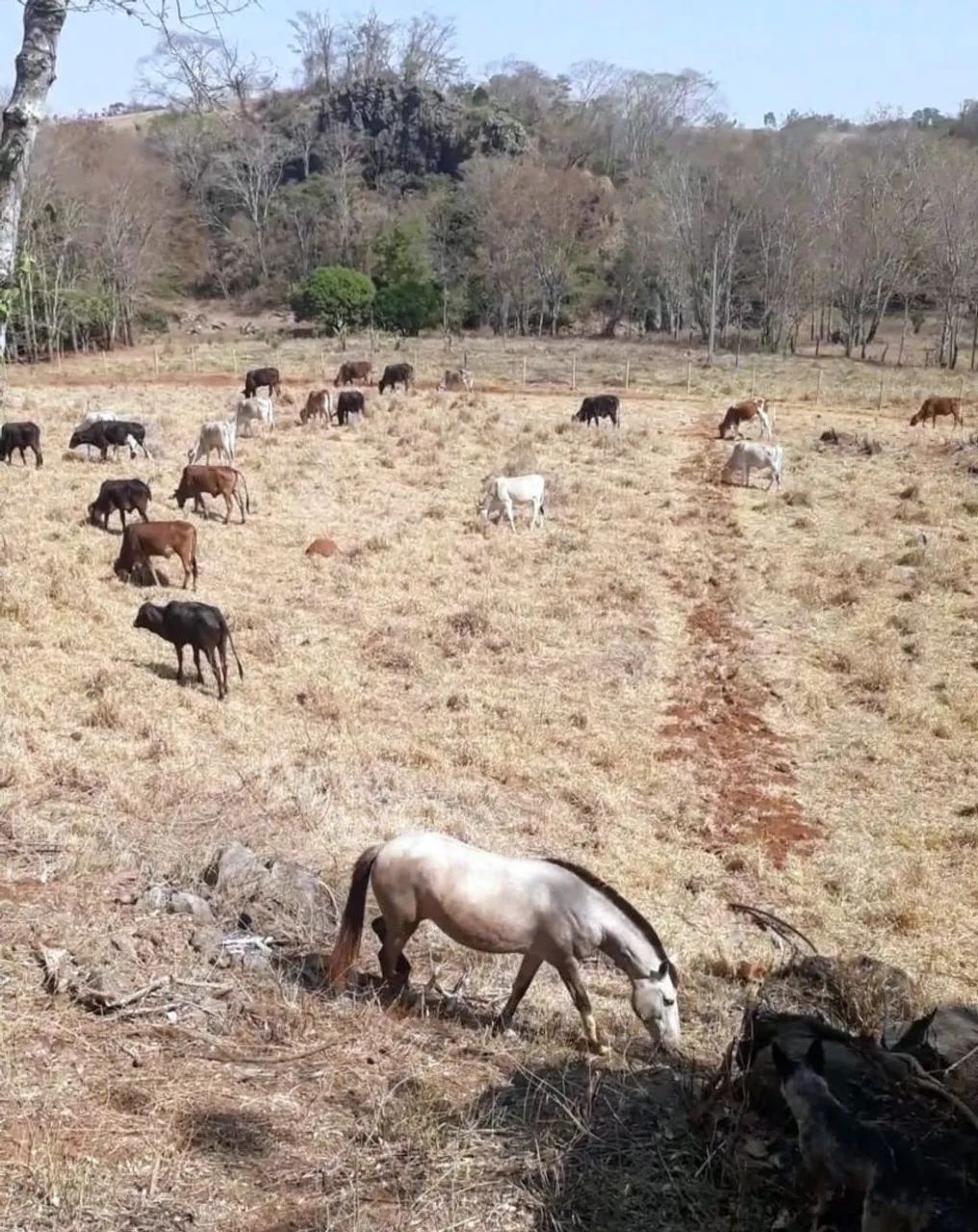 Fazenda em Pains-Minas Gerais - Foto 4