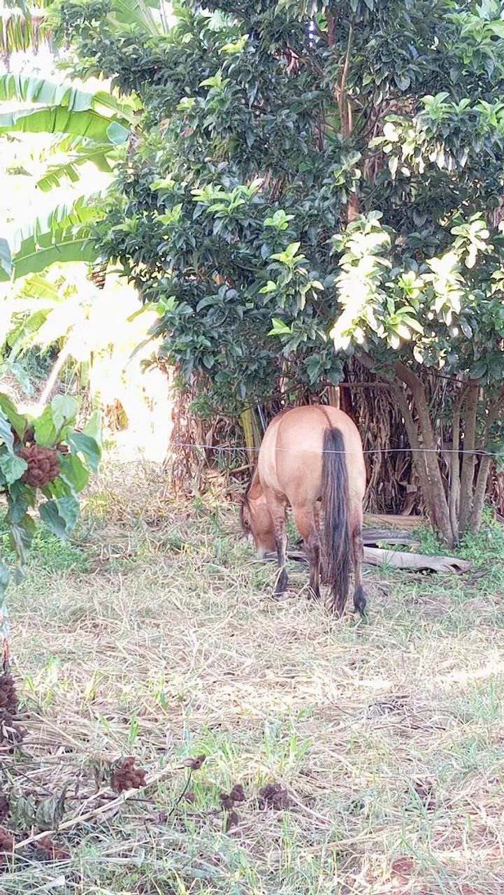 Cavalo crioulo - Foto 3