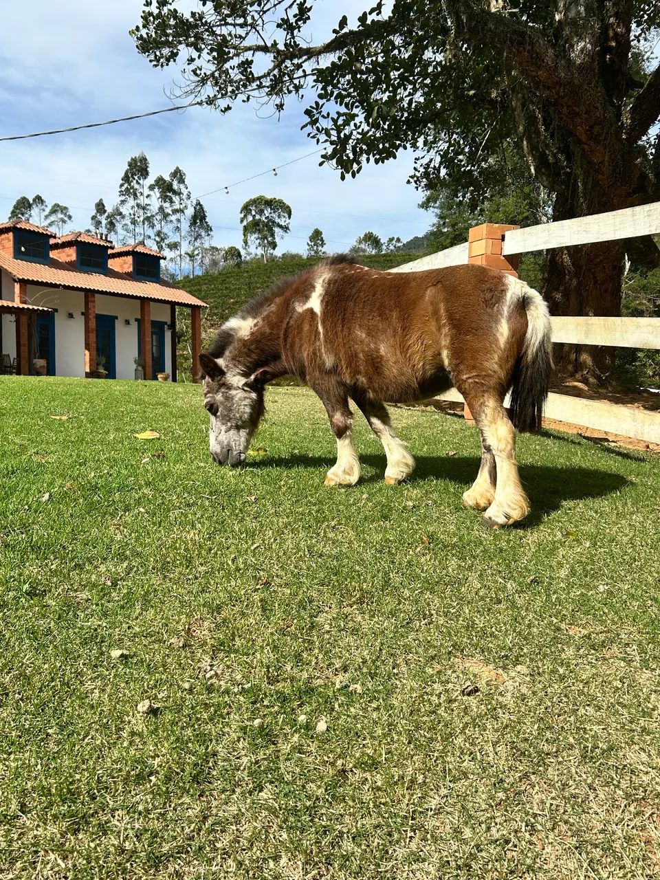 OPORTUNIDADE - Mini Pônei  - Foto 2