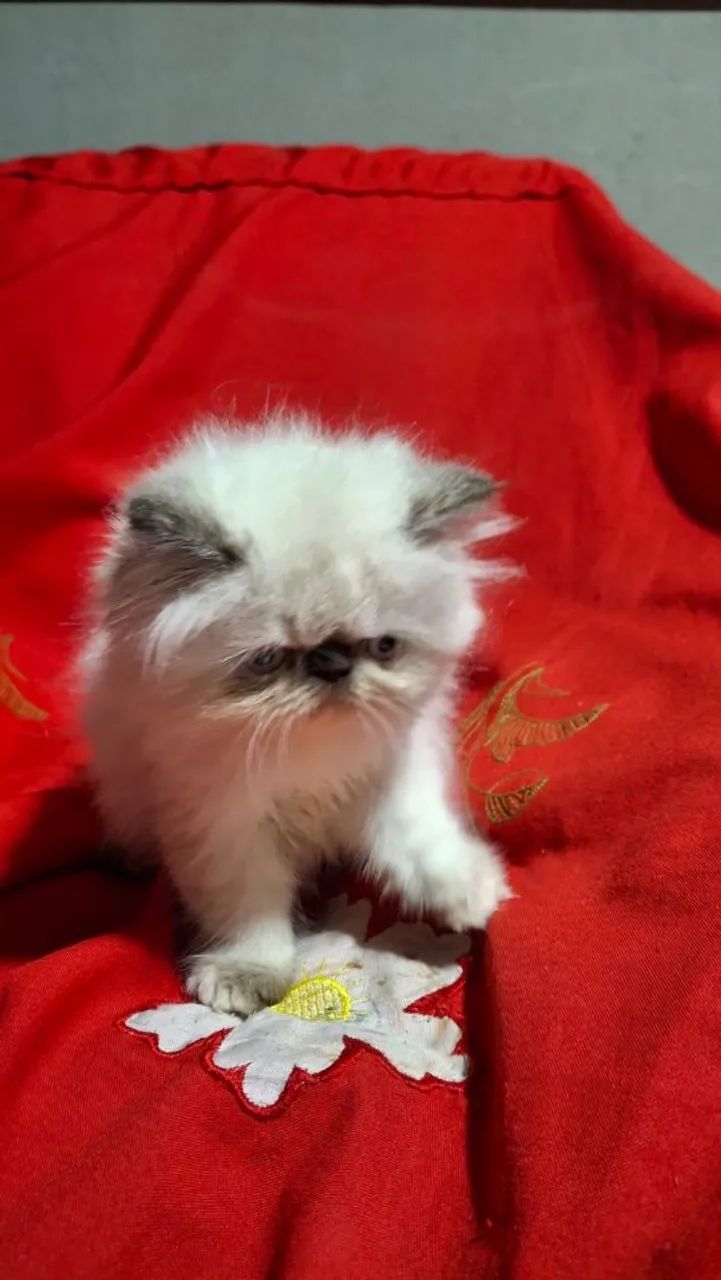 Gato