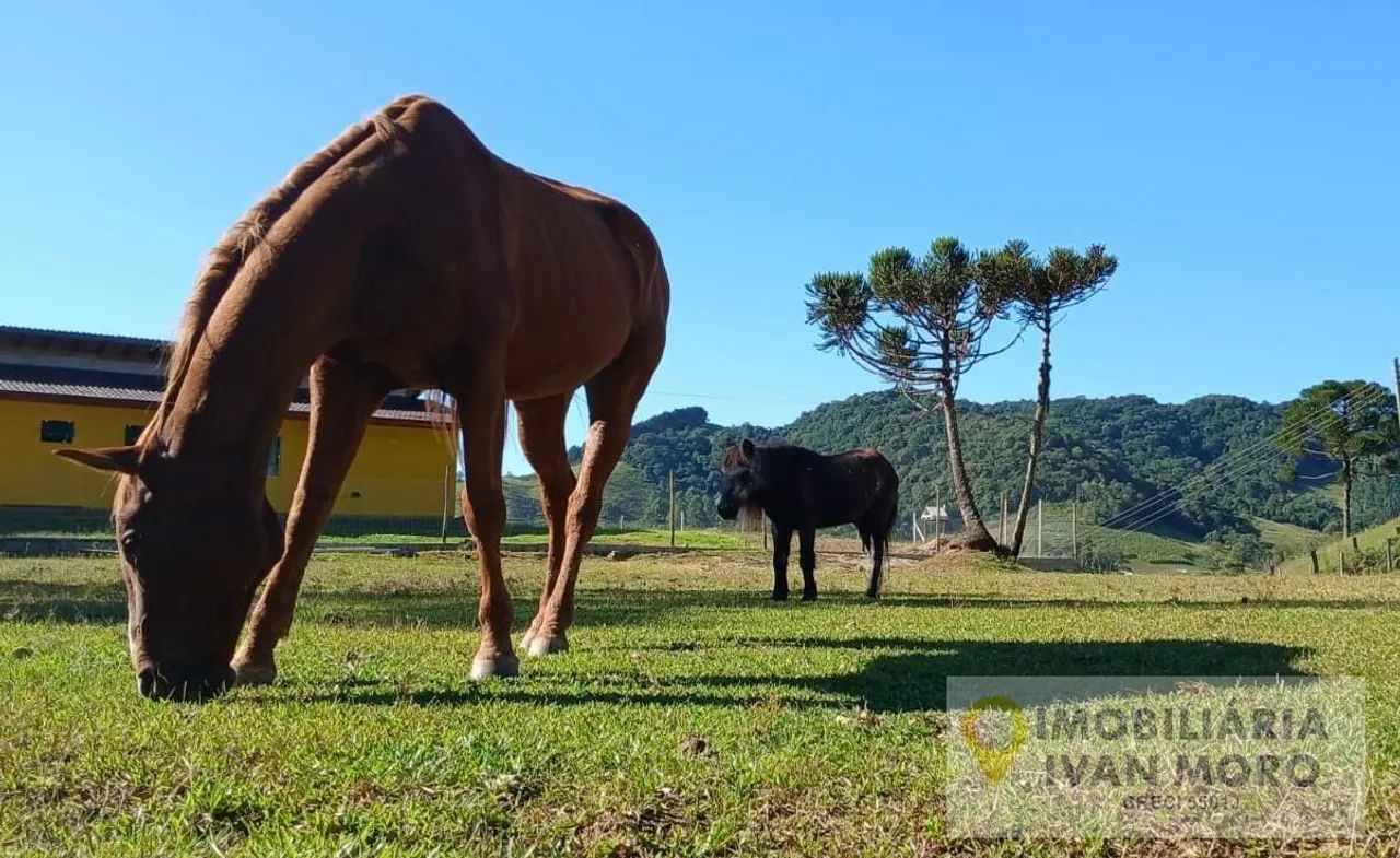 Sítio à venda - Anitápolis - Foto 4
