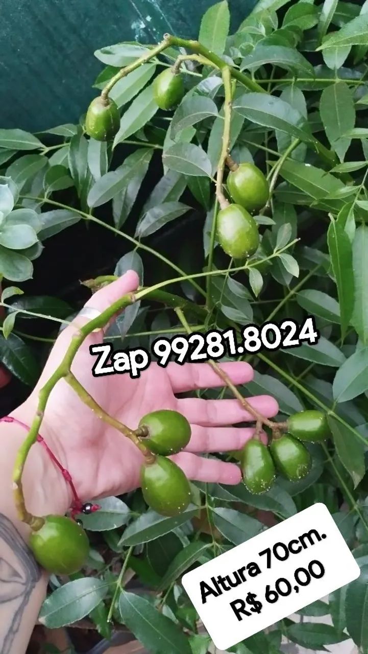 Mini Frutífera Cajamanga PRODUZINDO. 