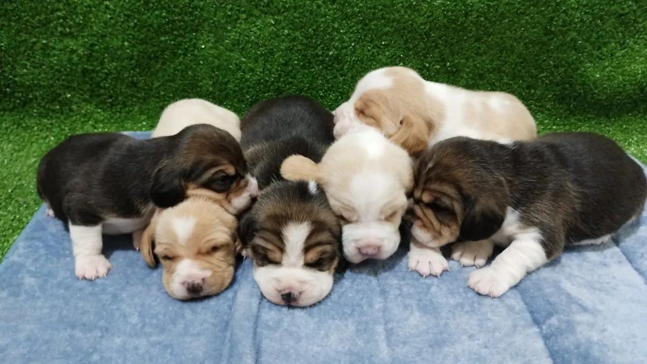 Filhotes de Beagle 