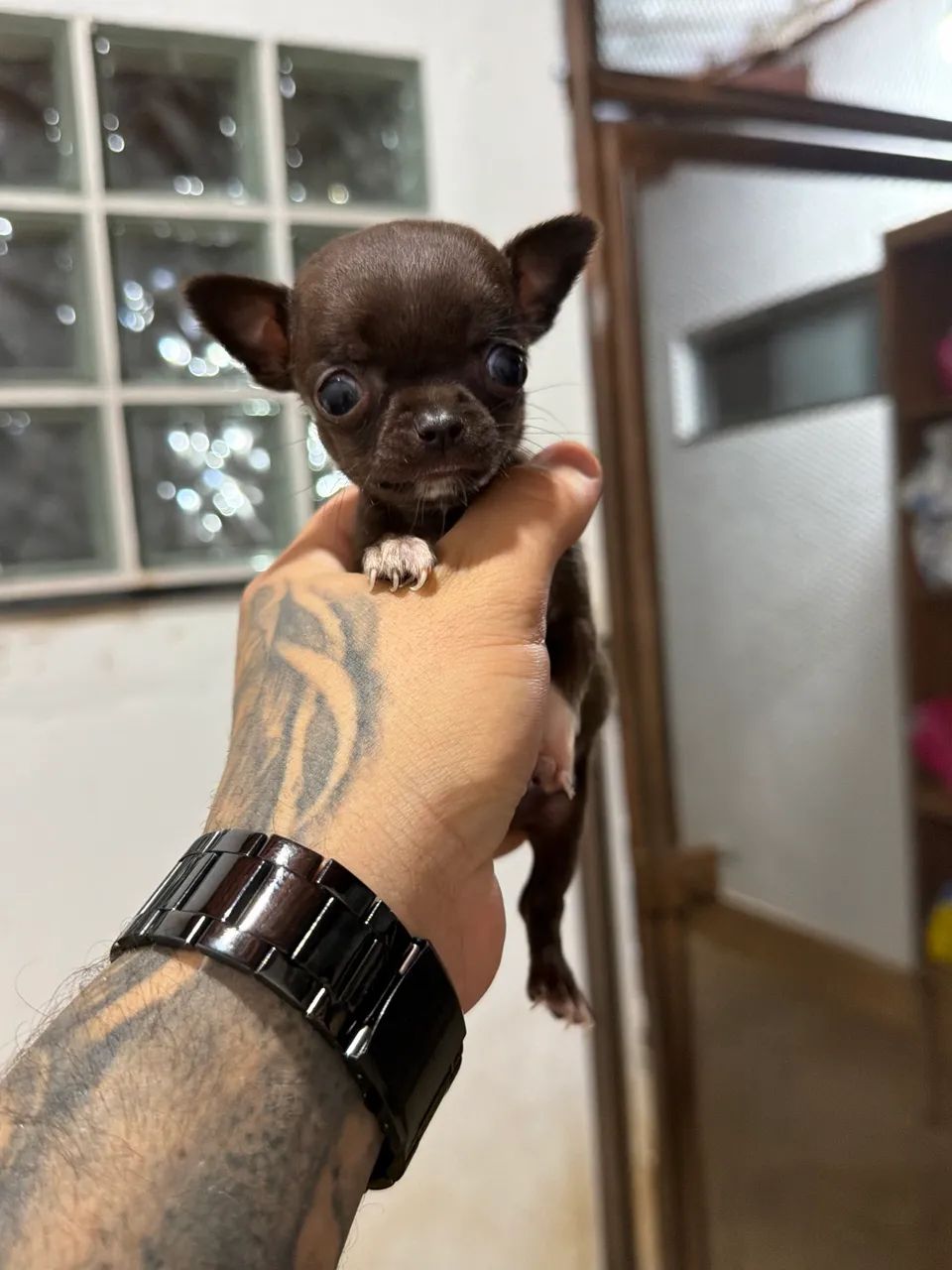 Chihuaha fêmea micro chocolate pelo curto Pedigree cbkc  - Foto 4