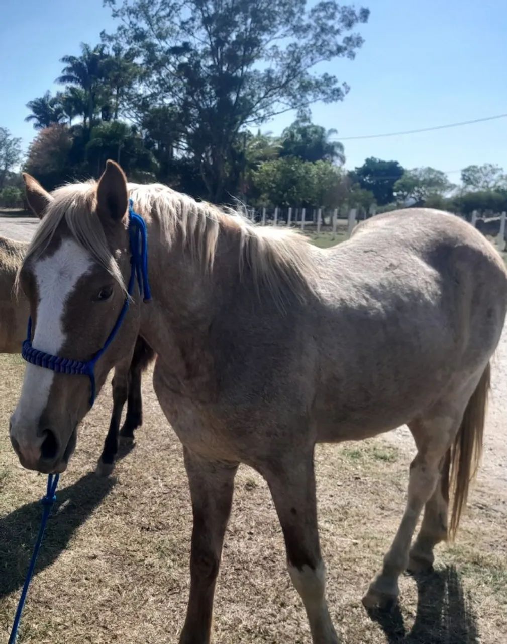 Cavalo e mula - Foto 5