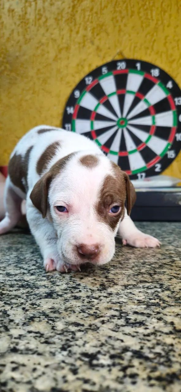 Filhotes de pitbull  - Foto 2