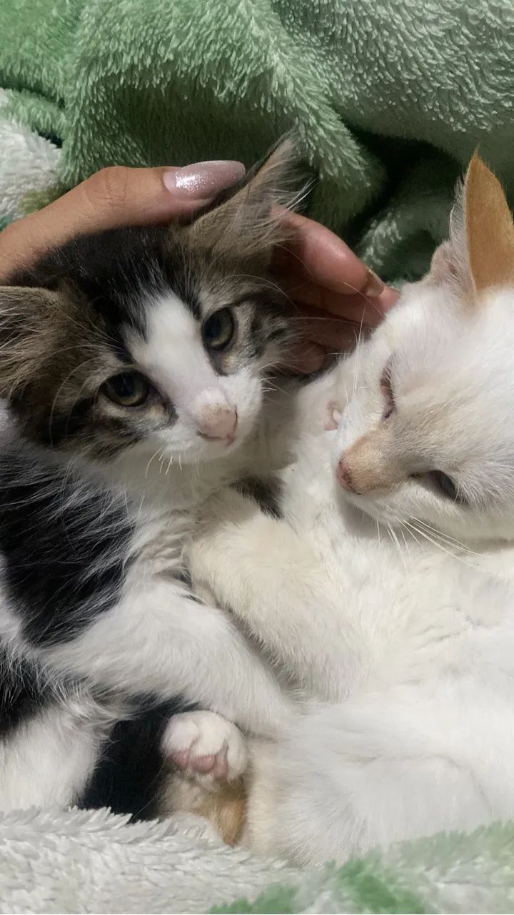 Doação de gatinhos 