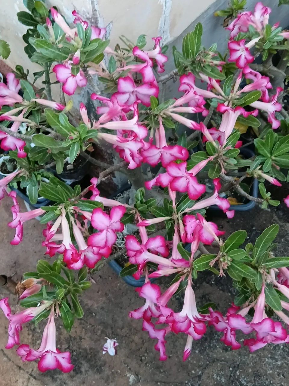 Rosa do Deserto 