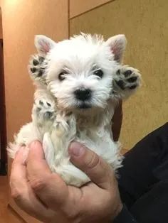 West Terrier Machos e Femeas