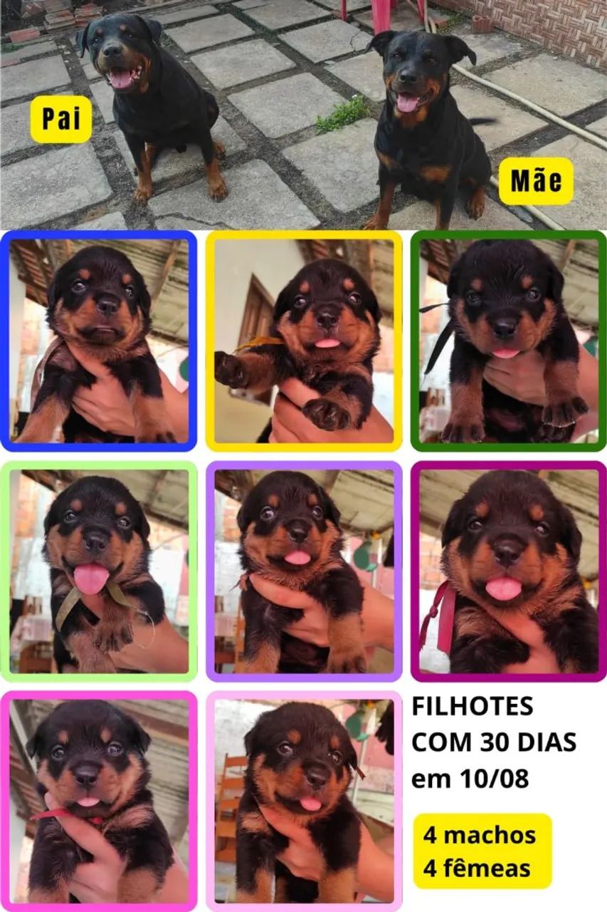 Filhotes de Rottweiler