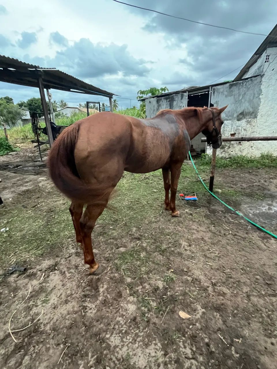 Égua de direita  - Foto 3