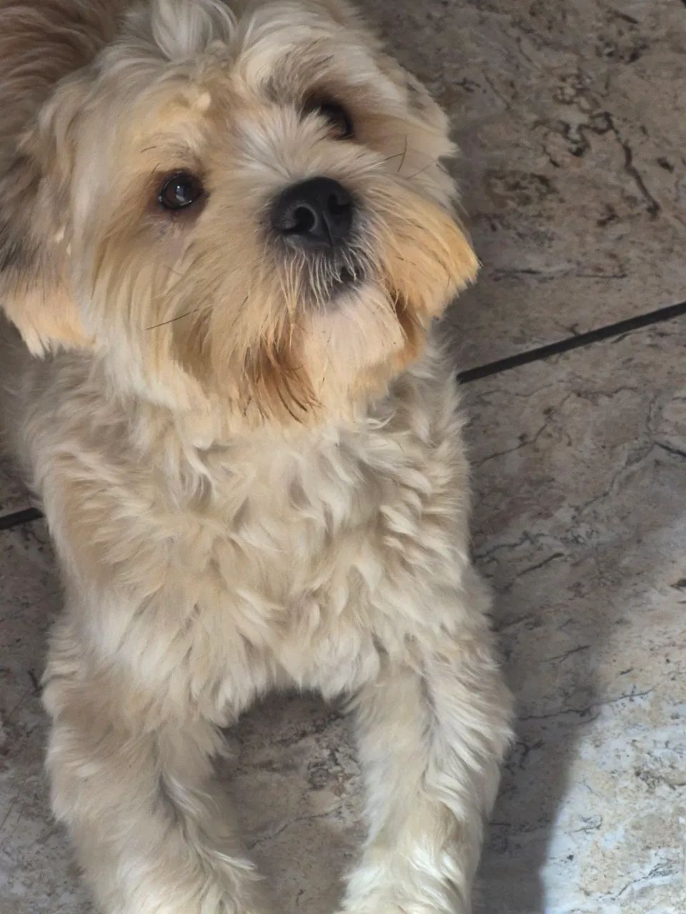 Cachorro doando  - Foto 3