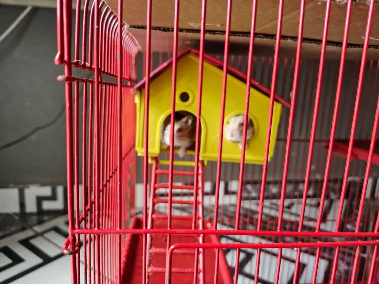 Hamster65568057578497122