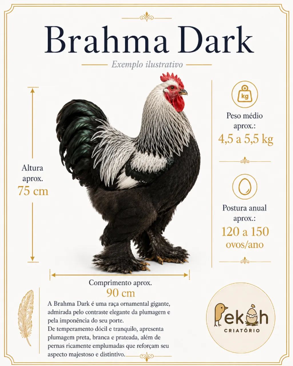 Brahma Dark Galinha - Foto 5