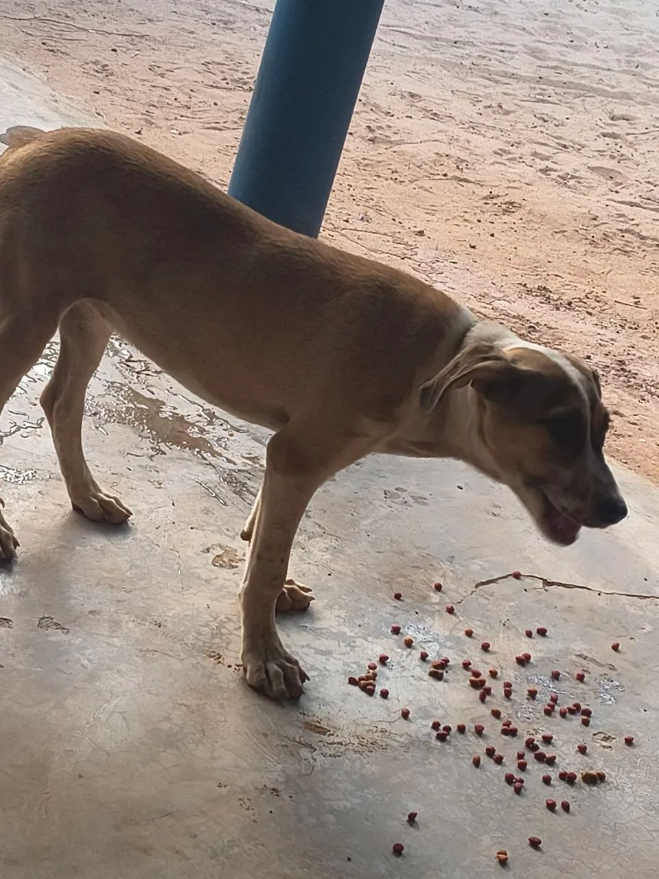 Cadela para doação!