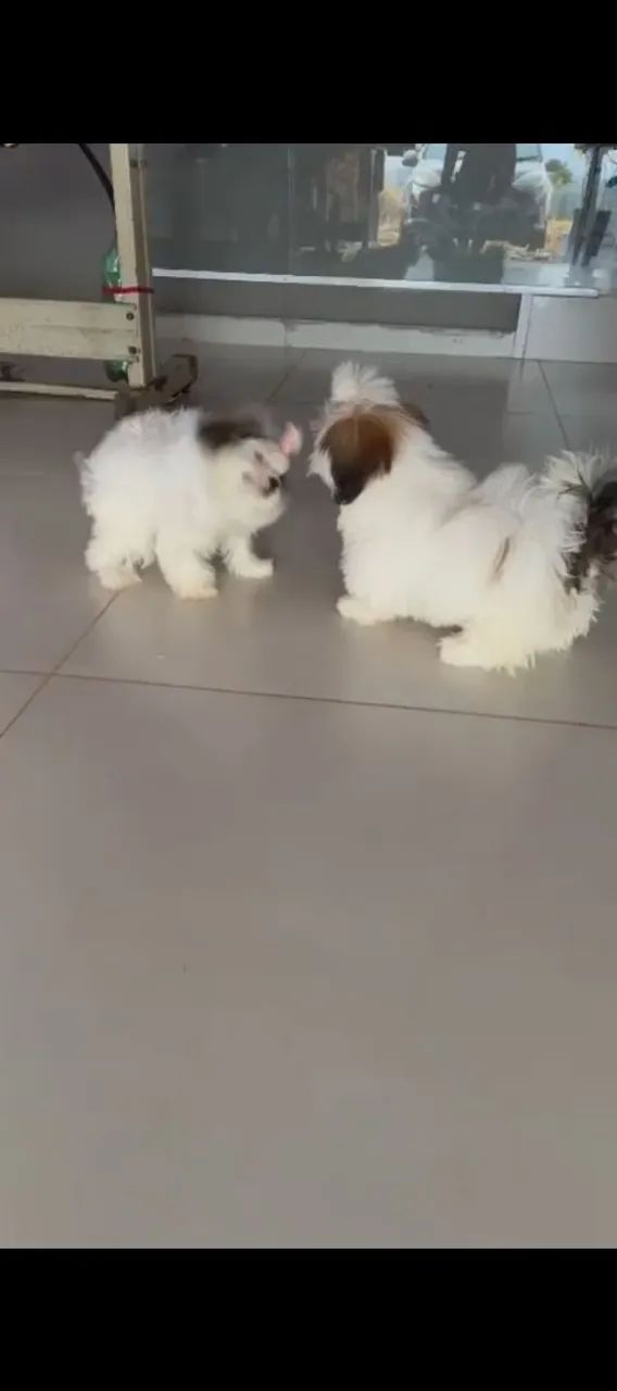 Cachorro  - Foto 3