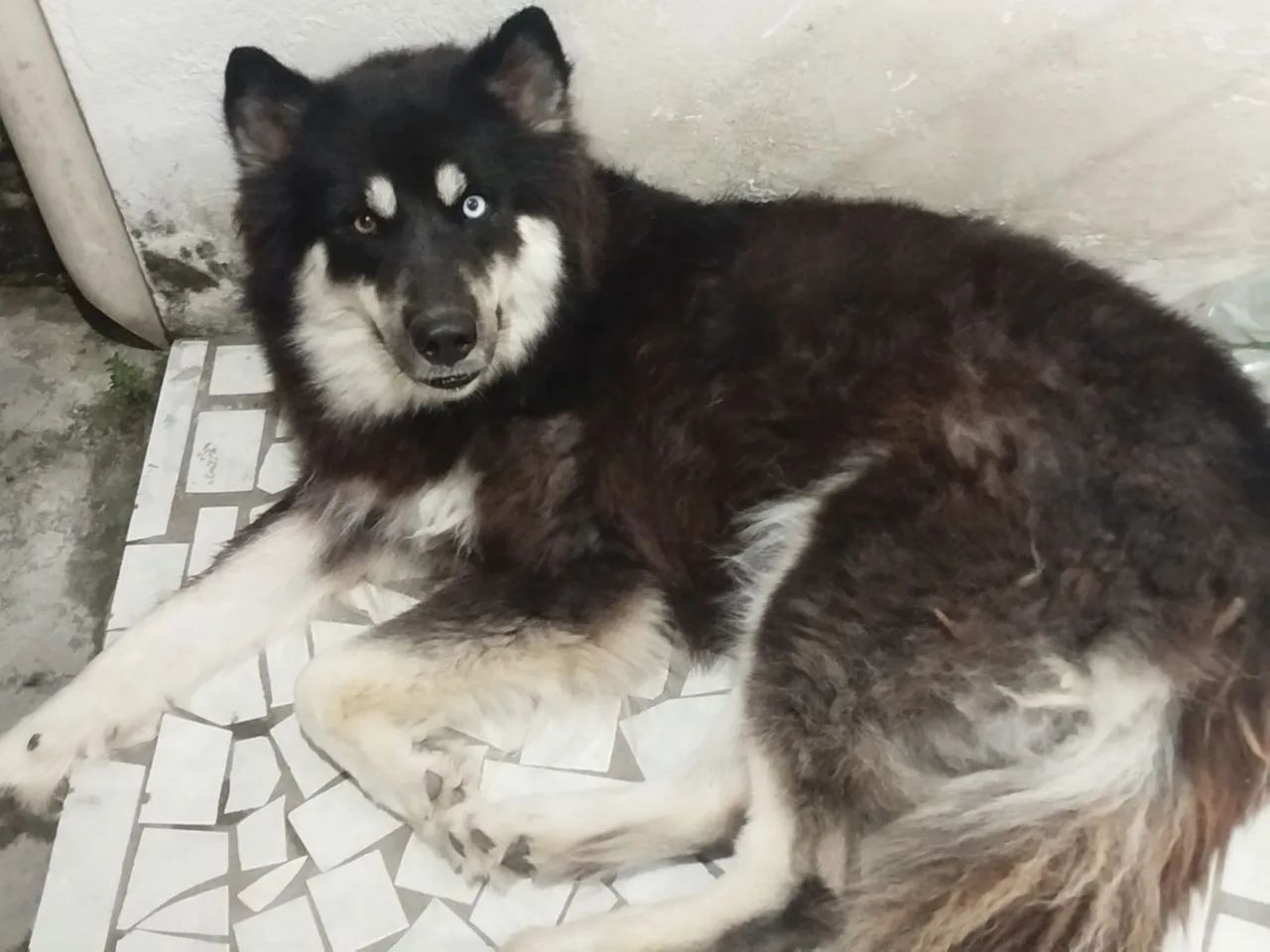 Cachorra - Foto 2