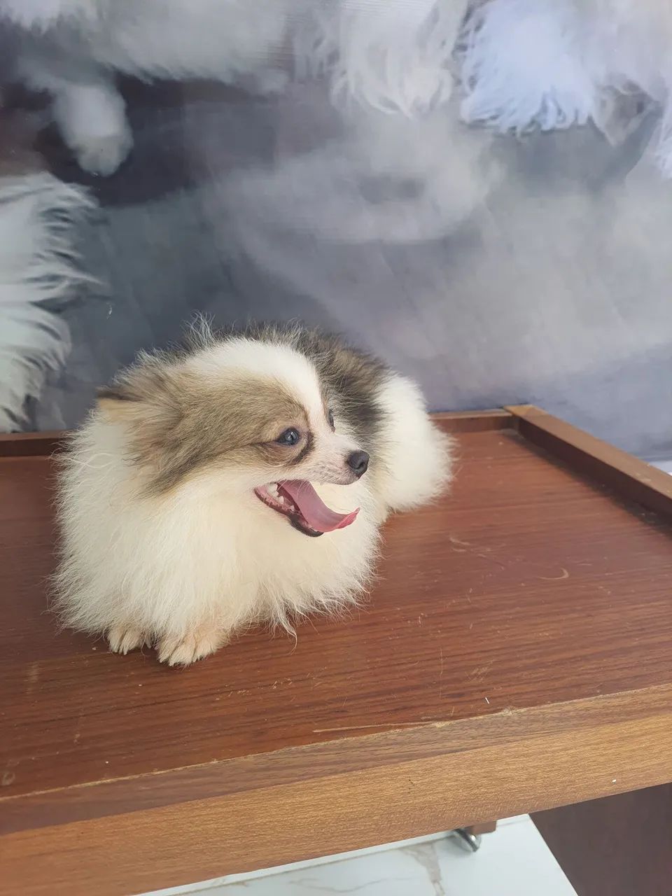 Spitz alemão 