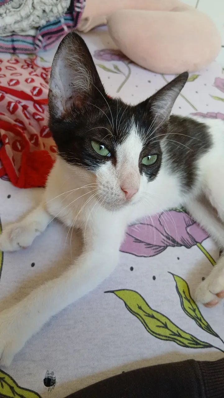 Adoção responsável  - Foto 3