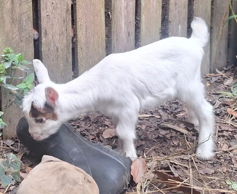 Mini Cabra, Mini Bode, Mini Cabrito  - Foto 3