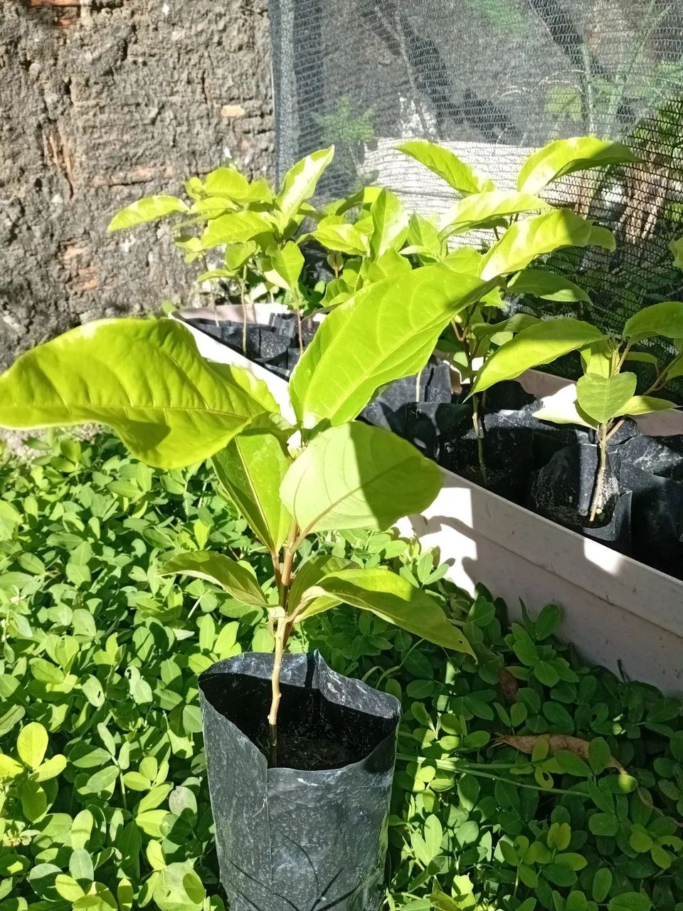 Mudas de Maracujá
