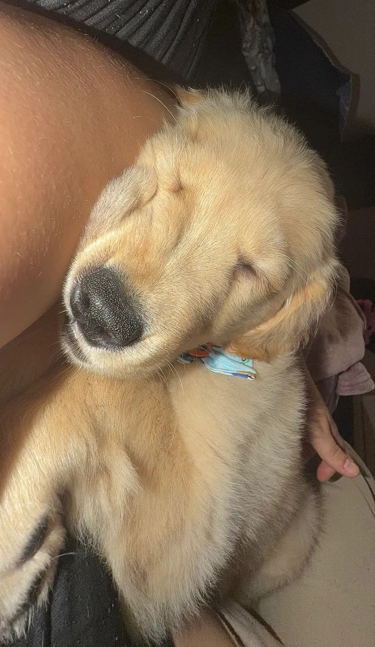 Golden Retriever filhote  - Foto 5