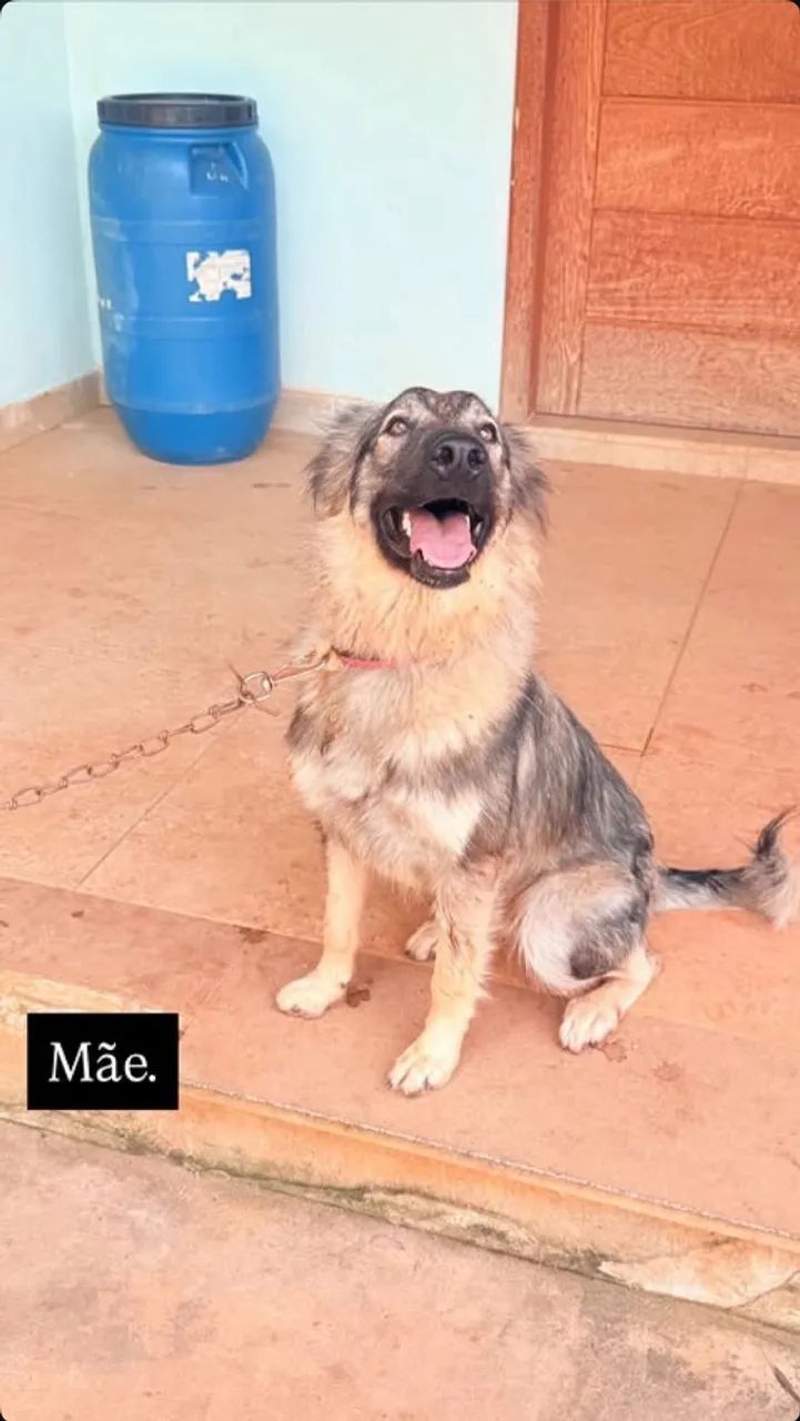 Cachorro, cães.  - Foto 2