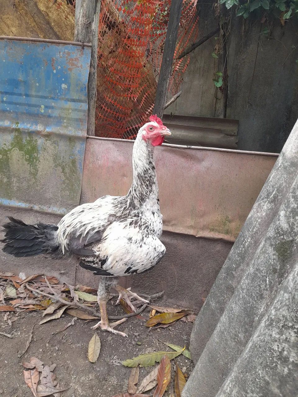 Frango 
