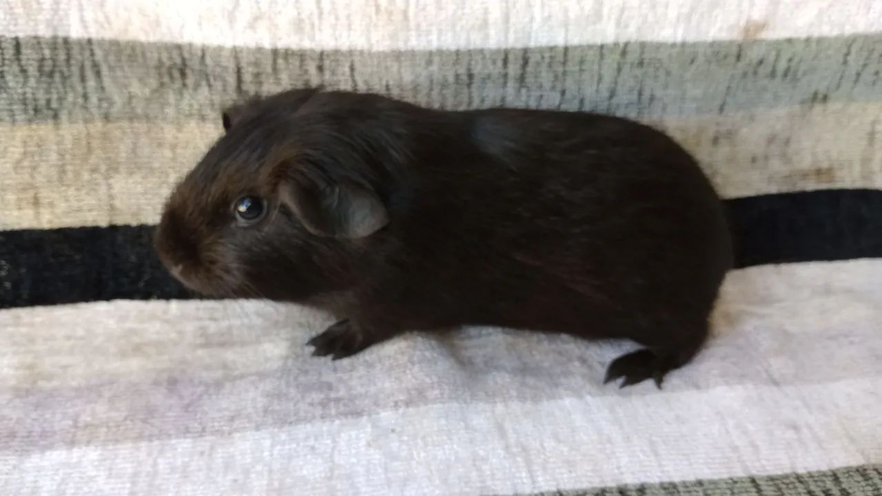 lindos animais 