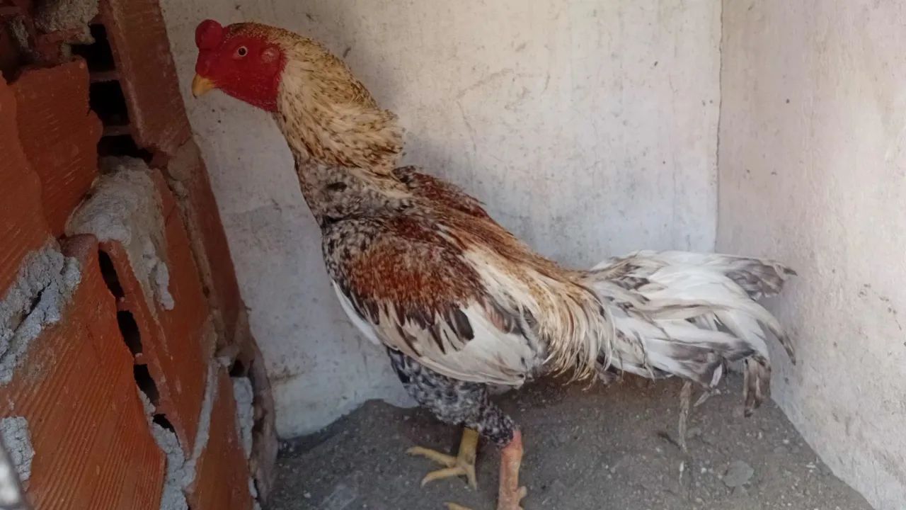 Animais  - Foto 4