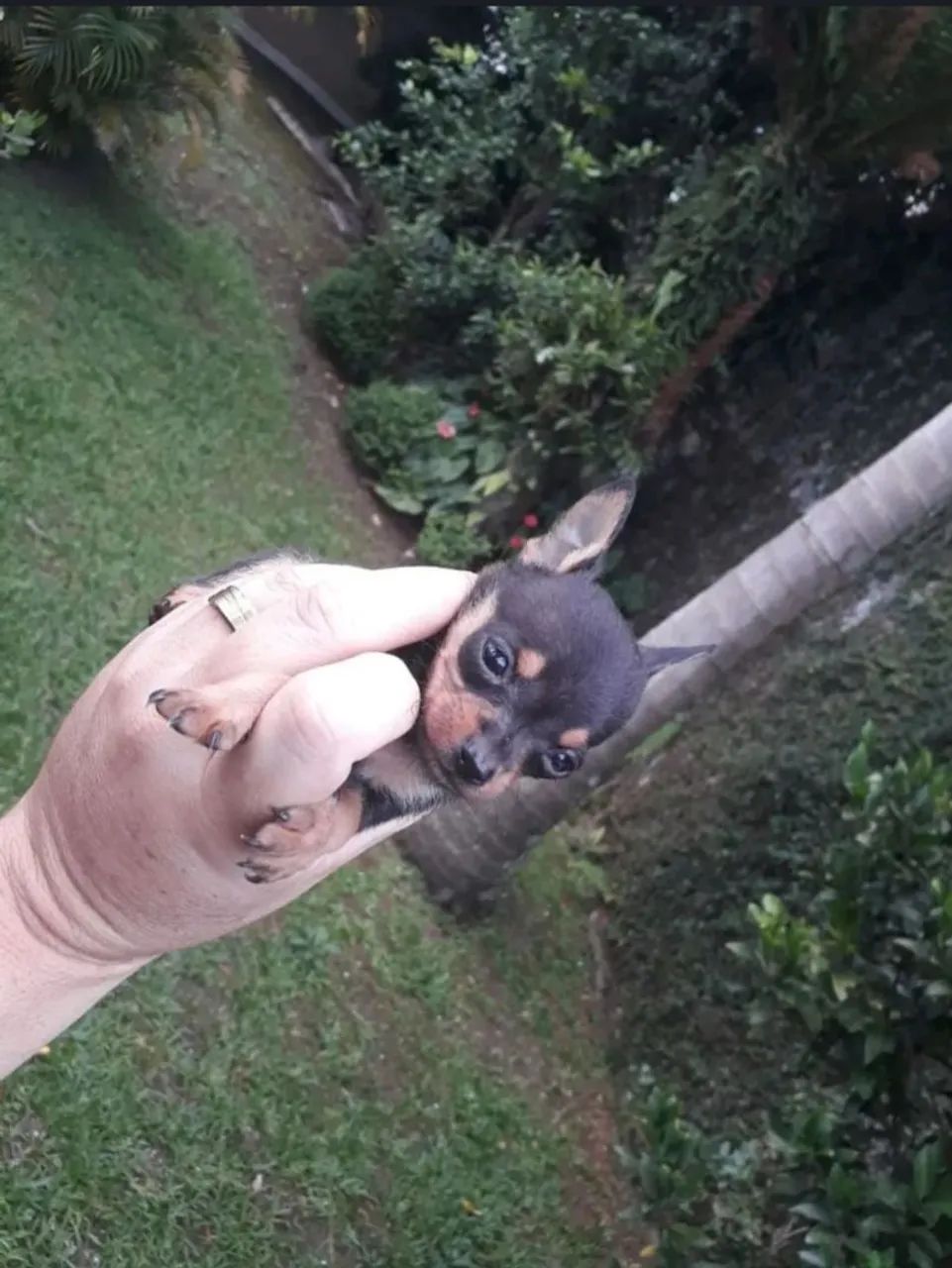 Filhotes de pinscher 00 - Foto 3