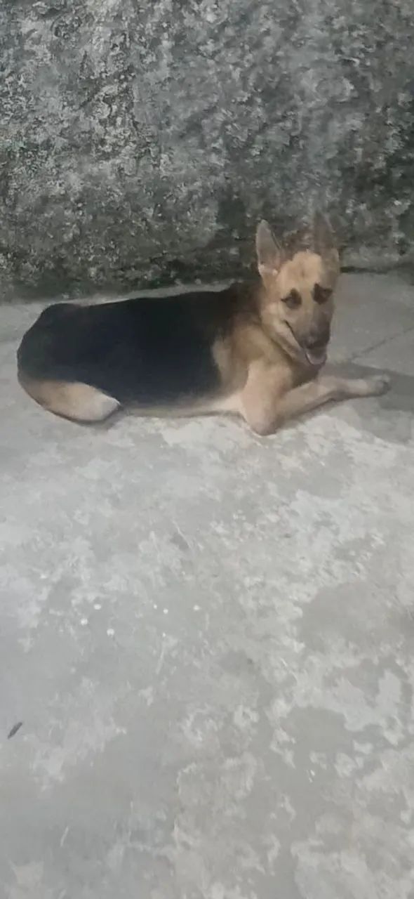 Cachorro