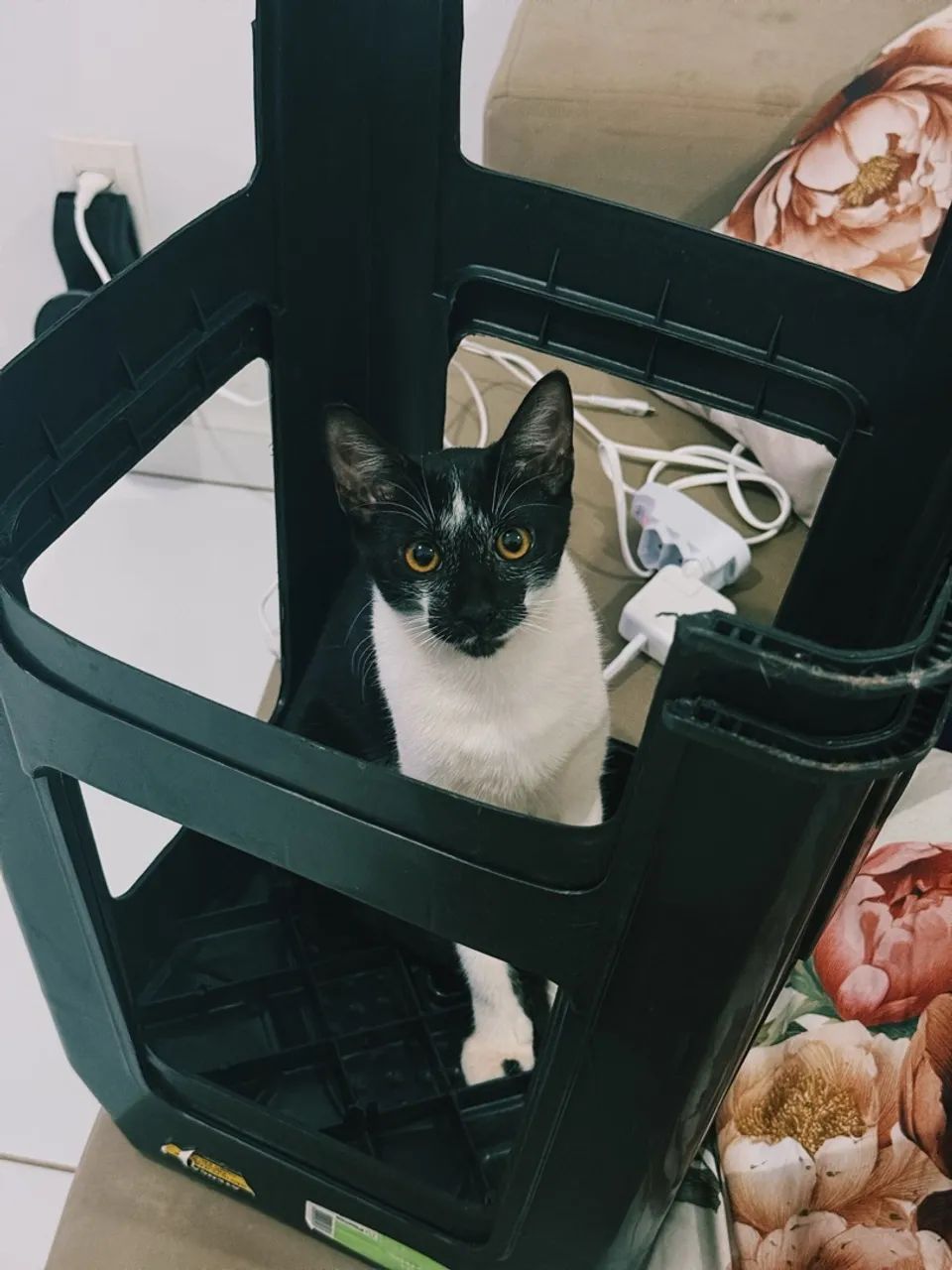 DOAÇÃO DE GATINHO - Foto 3