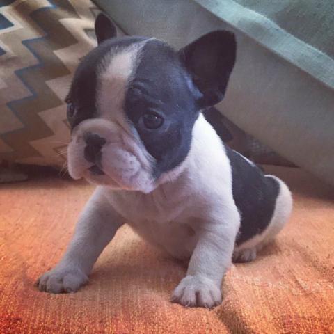 Bulldog frances top
